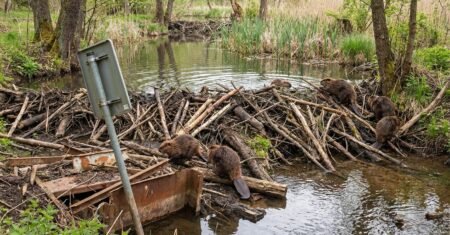 Com orçamento de R$ 7,1 milhões parado por sete anos, castores erguem em dois dias a represa desejada no coração das montanhas Brdy, na República Tcheca