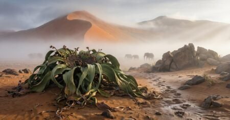 Calor de 60 °C, noites abaixo de zero e neblina que dá vida transformam o deserto mais antigo do mundo em refúgio de espécies e histórias surpreendentes