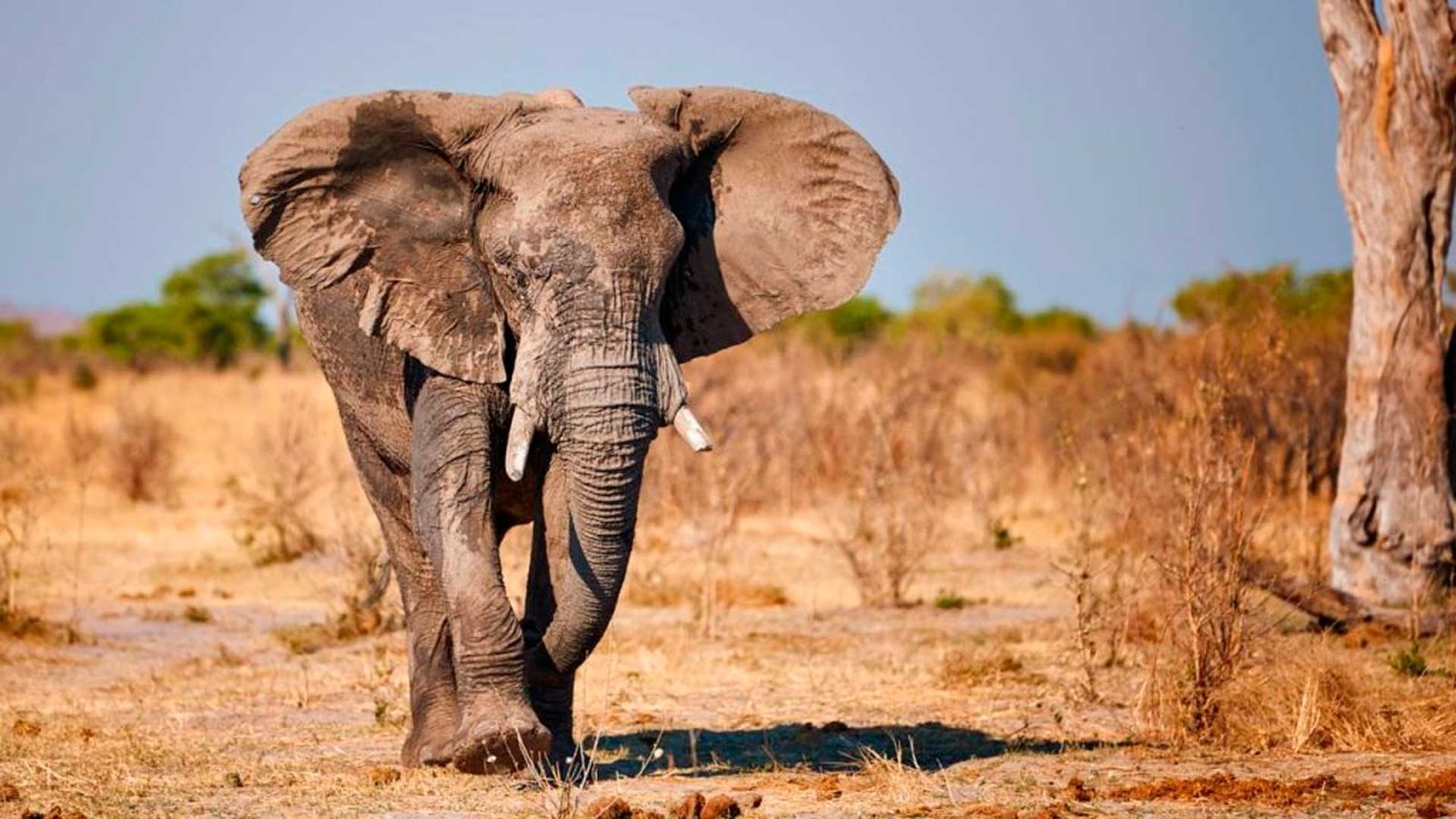 As orelhas gigantes dos elefantes não são um exagero da natureza — elas são um sofisticado sistema de sobrevivência que a ciência finalmente explica em detalhes