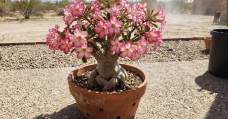 Rosa do deserto resiste ao calor extremo, encanta com floração abundante e prospera com sol pleno, substrato drenado e poda bem feita